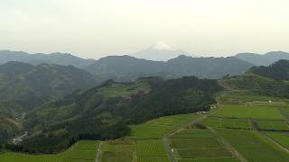 空撮 / 富士山と茶畑