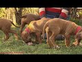Adorable Rhodesian Ridgeback puppies!
