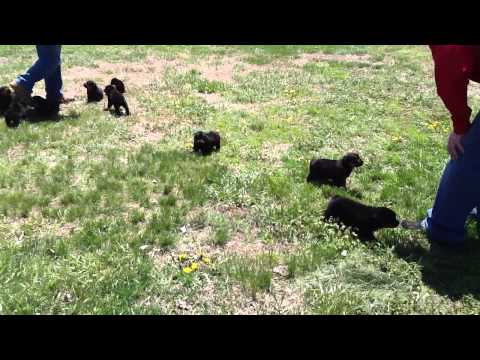 Raven puppy female...female