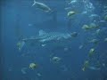 Diving the Georgia Aquarium