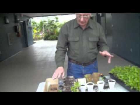 how to transplant lupine