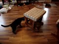 Spastic cat chasing laser pointer light