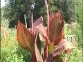 videos de Tropisch Vordenstein  27 - Salivia greggi;canna