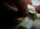 Step 26 for \"new\" Kawasaki rose