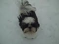 Petey Lasker Loves the Snow Petey Lasker Loves the Snow