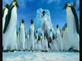 halaypenguen.html