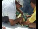 Trapped Sea Turtle
