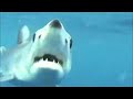 Mako Attack Mako Attack