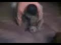 PROBLEMLİ KÖPEK AZMIŞ ABAZA FIRLAMA