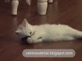 7 week old kitten Snowball loves his mouse 7 week old kitten Snowball loves his mouse