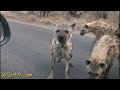 Hyenas attack our crew.flv