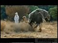 Lionesses hunt down human zebra! Lionesses hunt down human zebra!