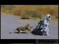 lionesses hunt down human zebra!