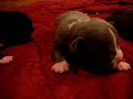 STORMY X JASMINE PUPS GOTTILINE STORMY X JASMINE PUPS GOTTILINE