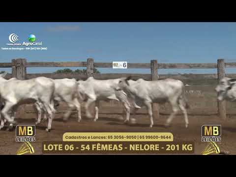 556� LEIL�O VIRTUAL MB LEIL�ES