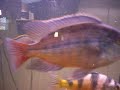 75 Gallon African Cichlids Peacocks 75 Gallon African Cichlids Peacocks