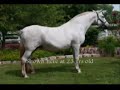 Two Time National Champion Stallion