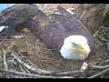 chicks-hatching-8.html