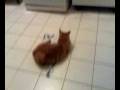 videos de Totò