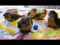 6-8 week old Green Cheek Conure Babies