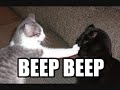 funny cats the 13th part