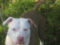 Couple o pit bulls Couple o pit bulls