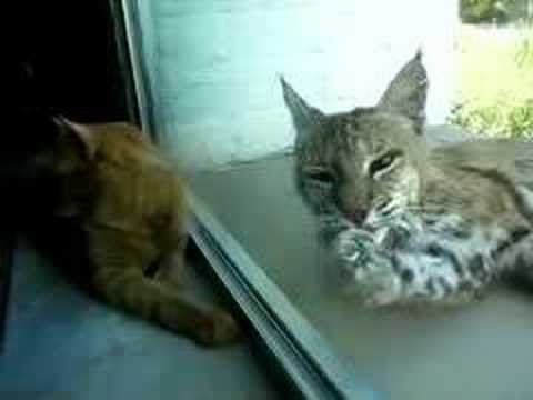 bobcat