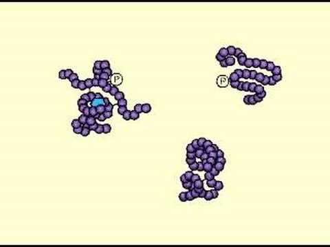 Proteosomes