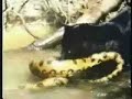 Anaconda vs Jaguar