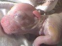 Dog Birth- Part 2- Struggling to Nurse!!