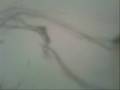 1_0003.wmv