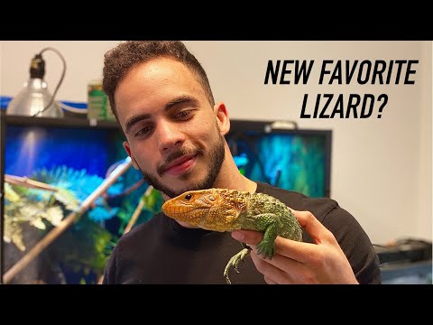 YouTube reptile video