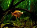 Chilatherina Bleheri mating behaviour