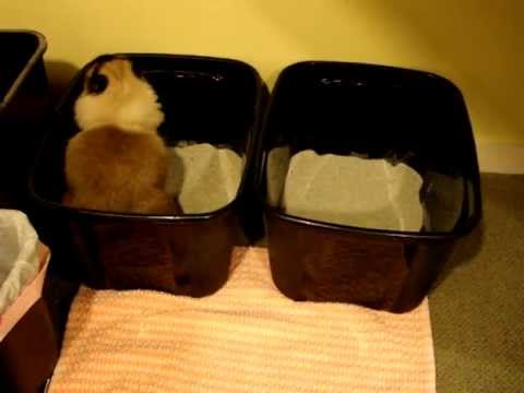 Show Me Your Litter Box Set Up 0 Show Me Your Litter Box Set Up