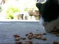 Le chat est .... Est-ce qu\