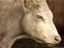 My French Charolais Cows!