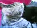 muschi wird geleckt muschi wird geleckt