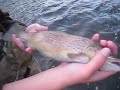 brown trout fishing