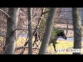Drury Outdoors MAD Heat Bleat Call draws in a Monster Horse while deer hunting in New York