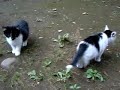 kittens\