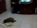 Alvin