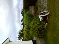 Cassys Hedge-And Gay Jumpered Jack