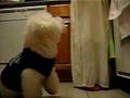 Bichón Frisé video