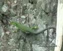 Lagarto ocelado