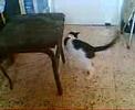 Cat playing with pen Cat playing with pen