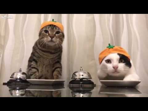 Dois gatos a pedir comida