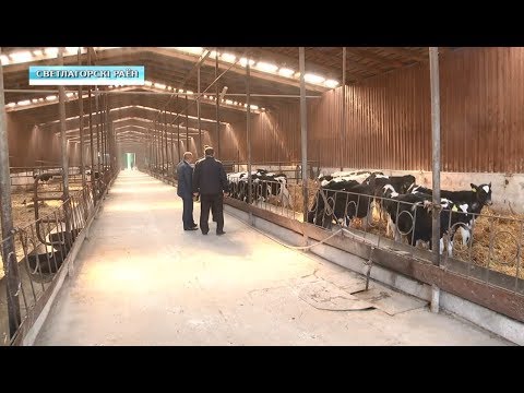 Сотрудники Комитета госконтроля посетили животноводческие фермы в Светлогорском районе видео
