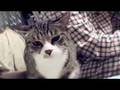 Cat Training