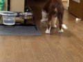 バリバリ大好き♪
