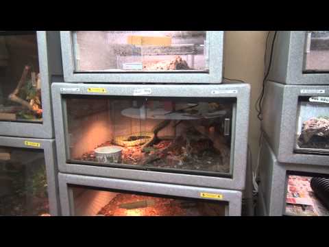YouTube reptile video